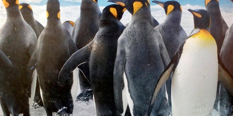 Antarktyda- kraina pingwinów