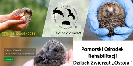 II edycja akcji dobroczynnej dla Ostoi