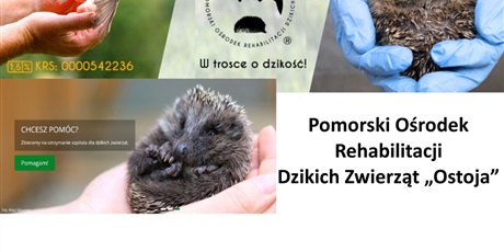 II edycja akcji dobroczynnej dla Ostoi